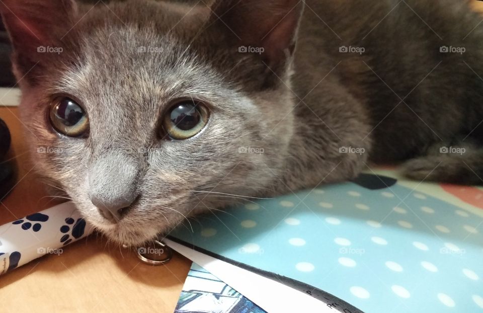 Cute grey cat with big green eyes.
