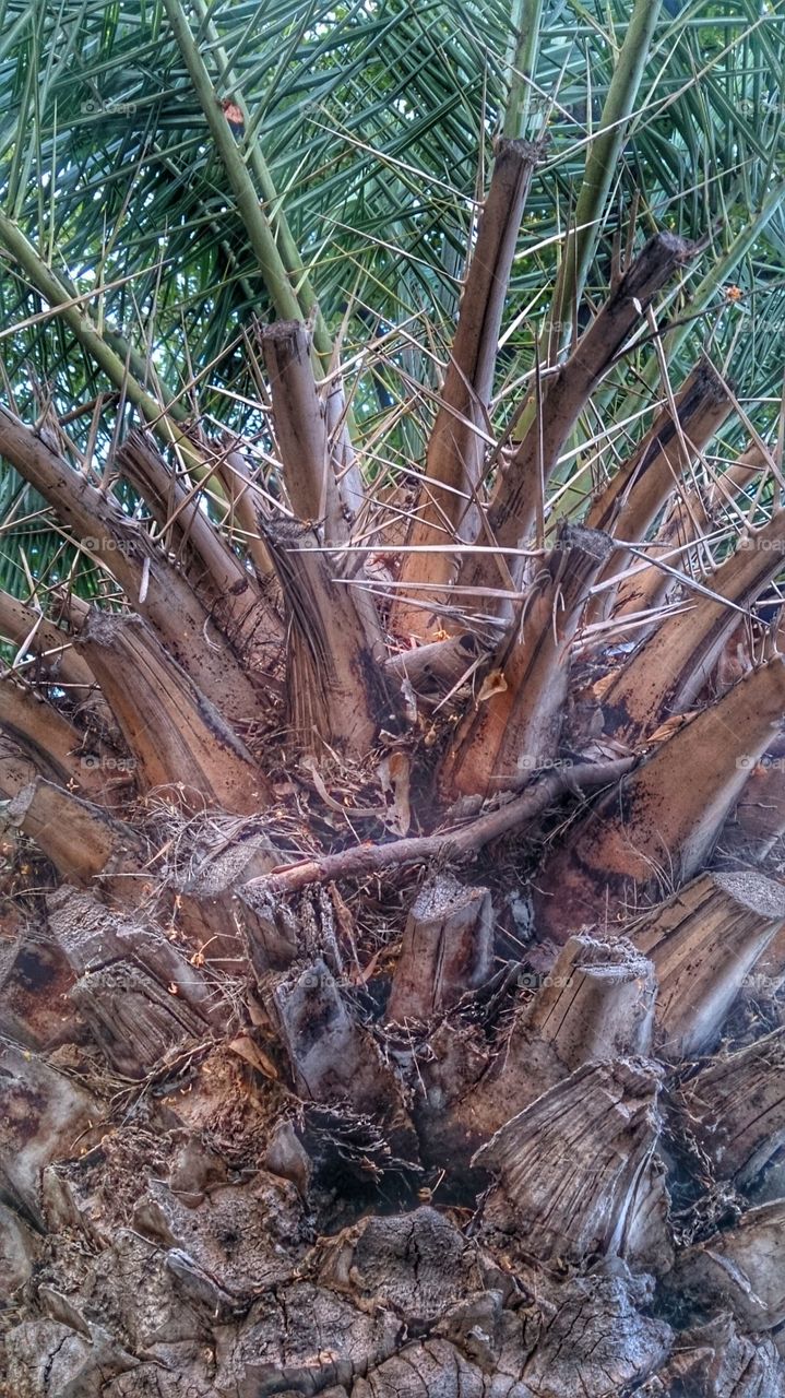 palm wood. nature