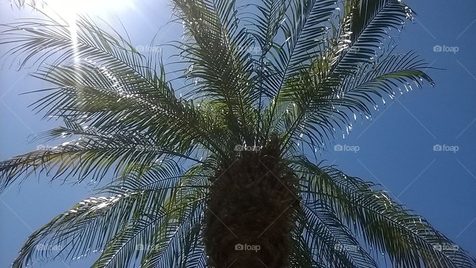palm in the sky