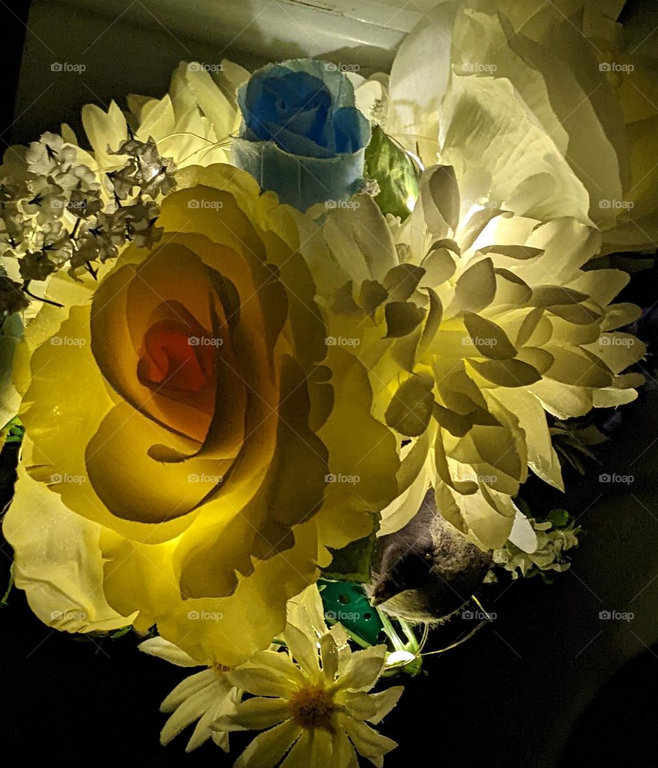 flowers with backlight