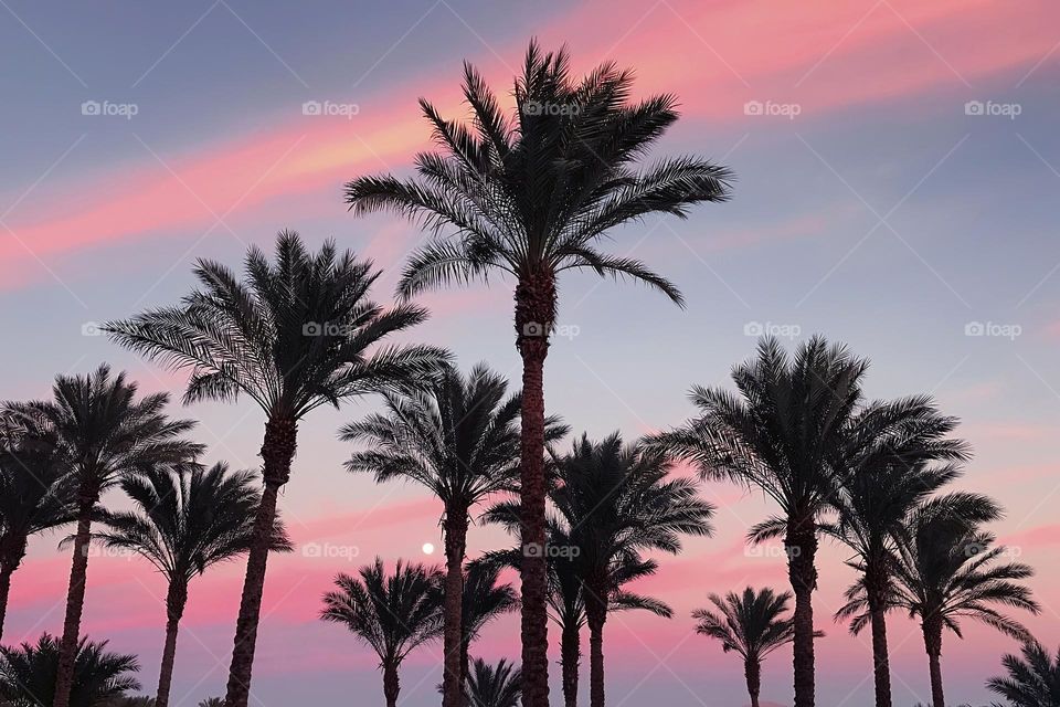 Palm trees 