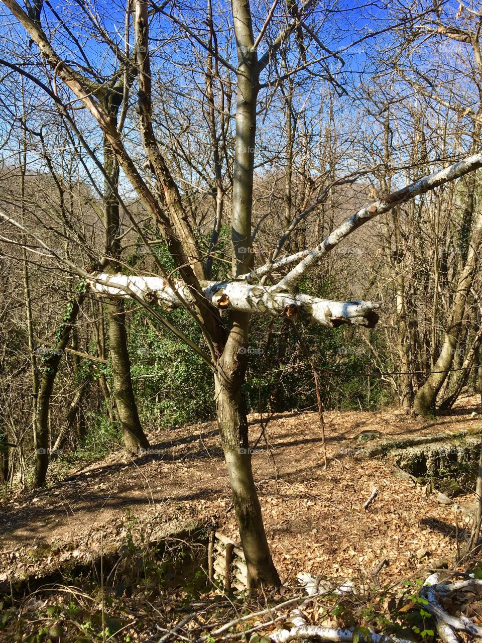 Birch trunk collapsed between the branches of another tree