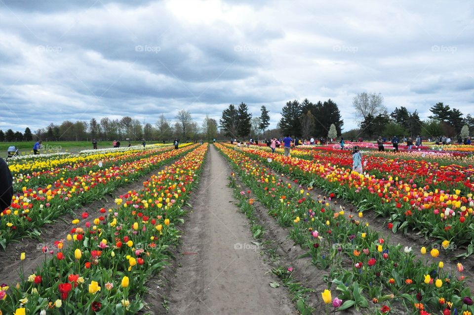 tulip fields