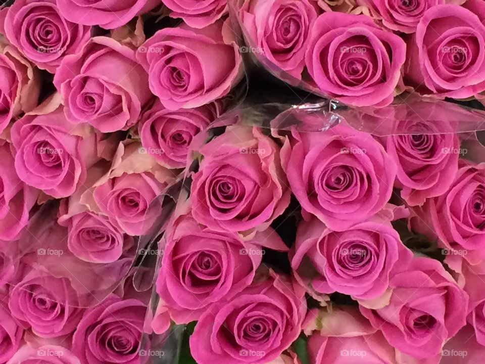 Pink roses for romance, a bunch of delicate petals. Flowers for her.