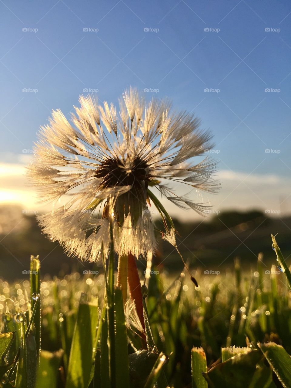 Close-up of dandelion flower