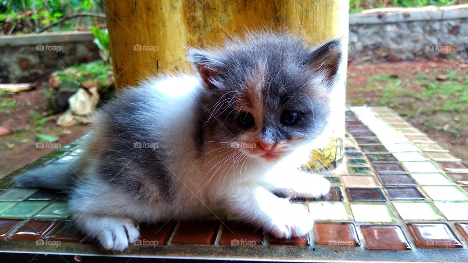 Cute kitten sitting on the terrace in the yard
