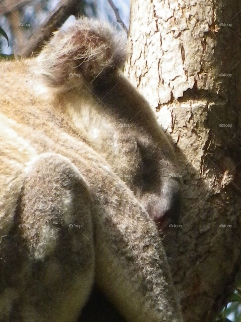 Cute cuddly Koala bear in a tree