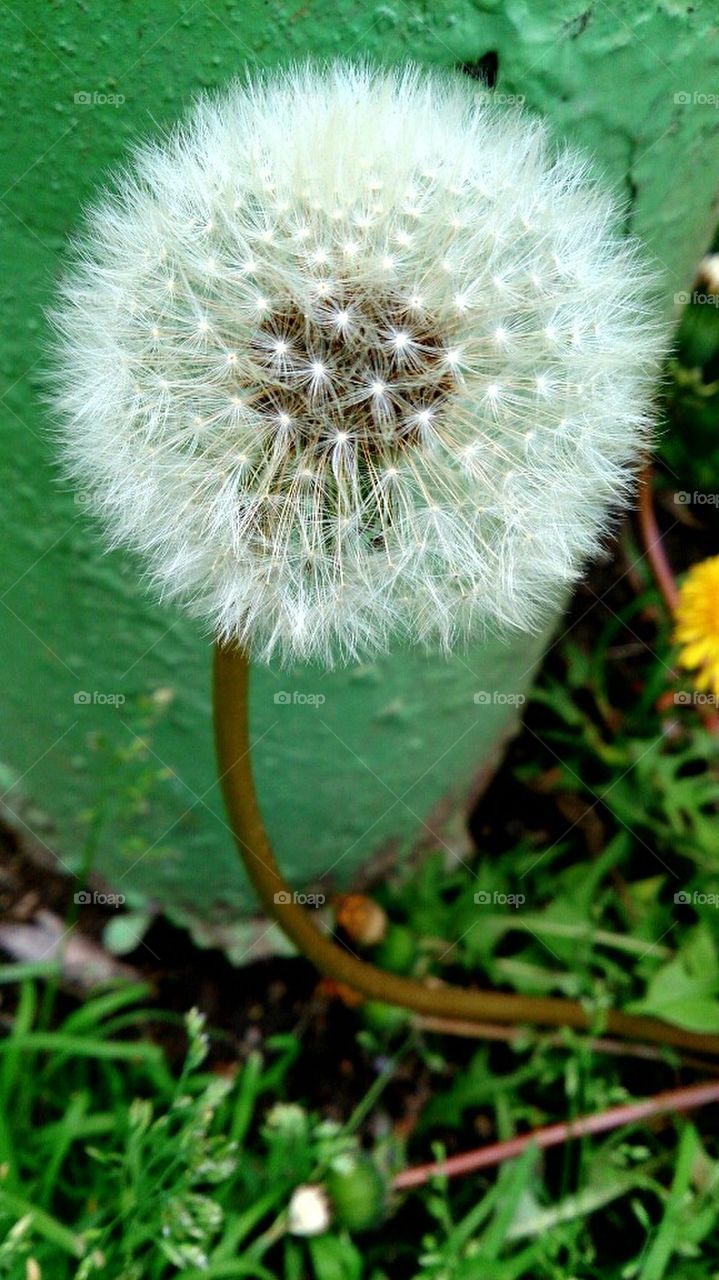 dandelion