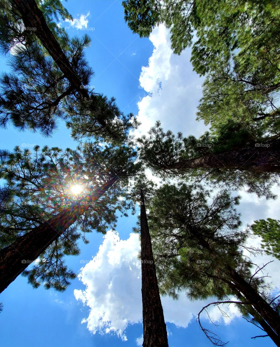 Ponderosa pines reach high into the sky on a beautiful summer afternoon