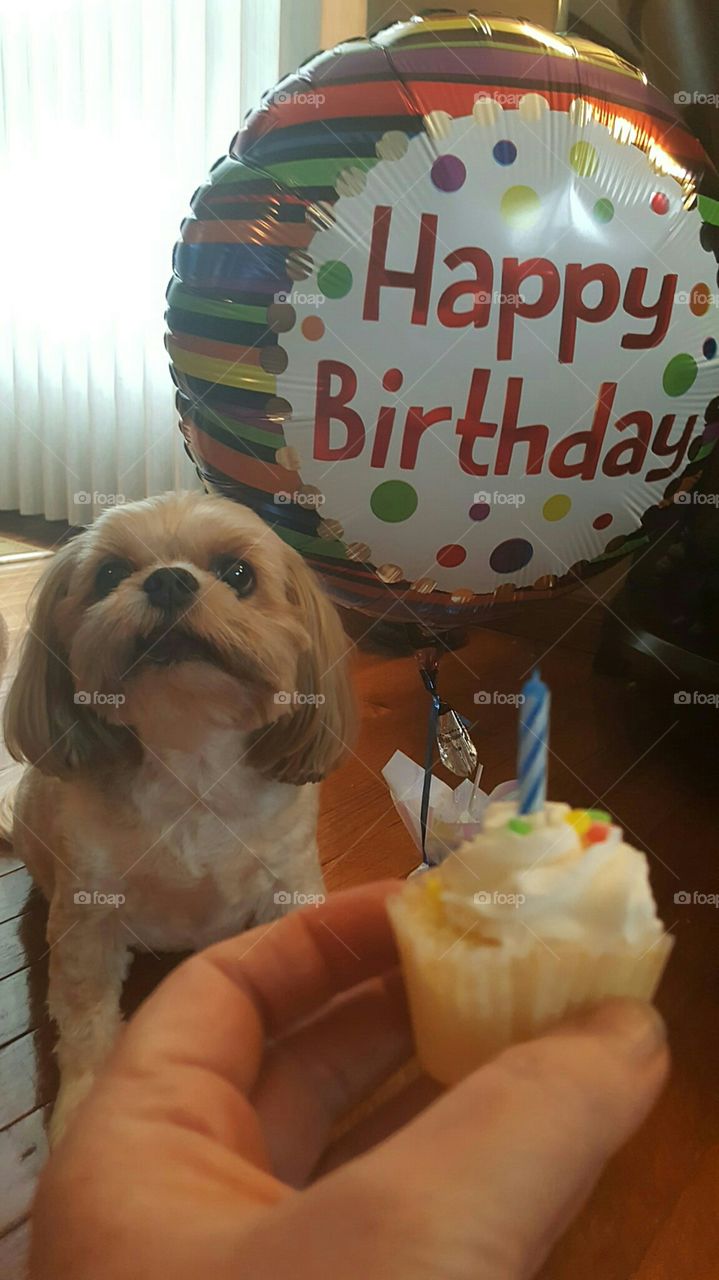 Birthday Doggy