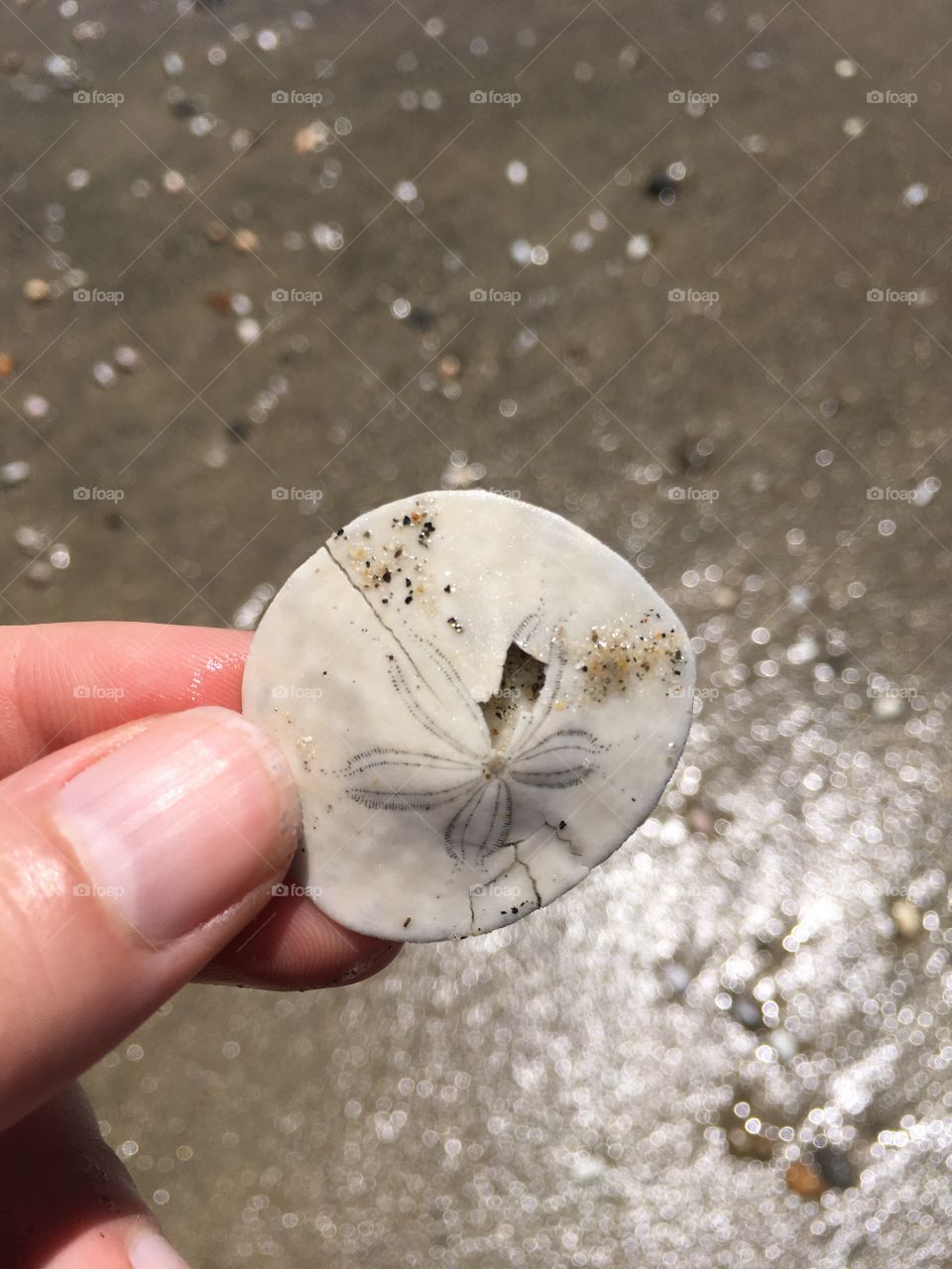 Beach find 