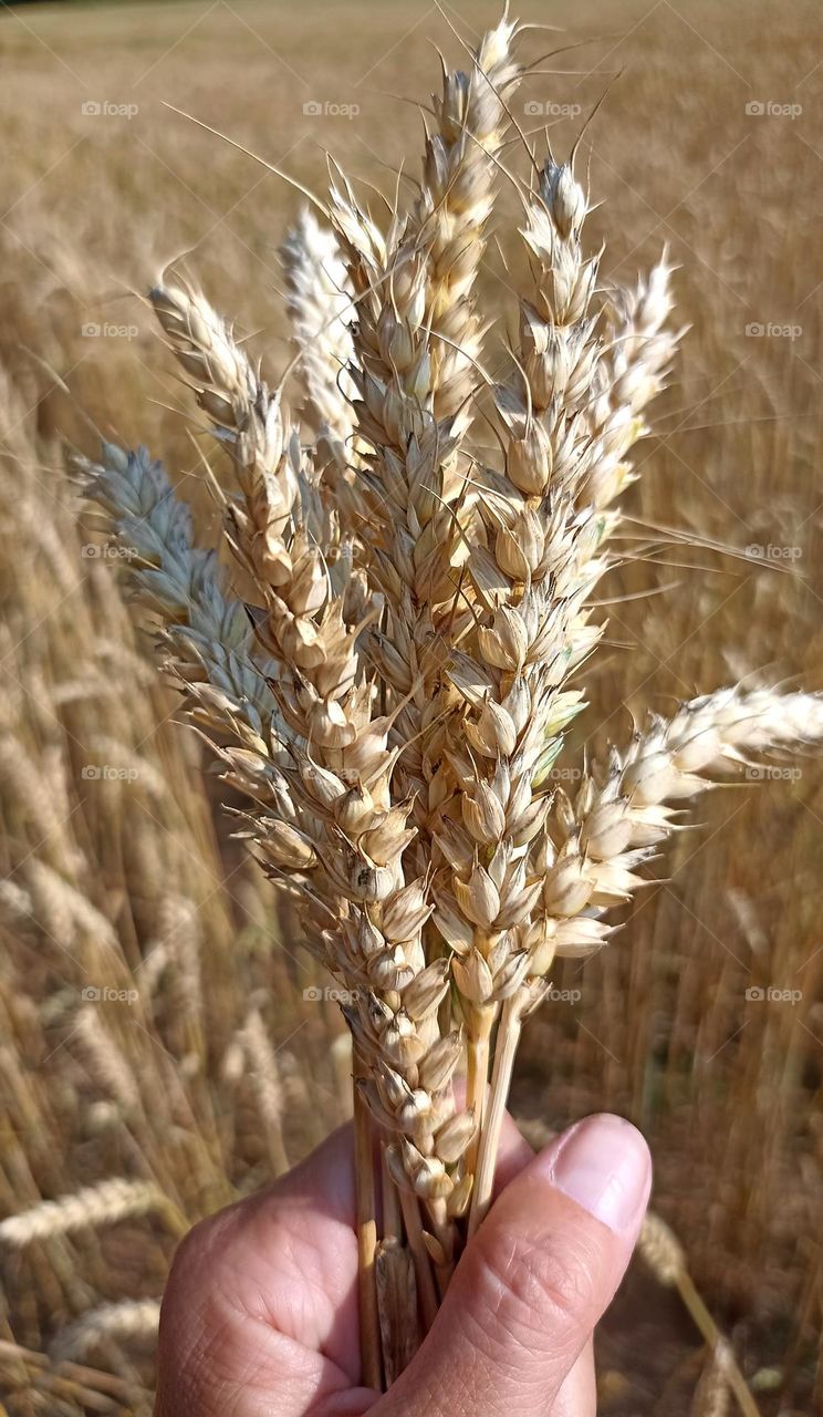 ripe grain field and female hand harvest