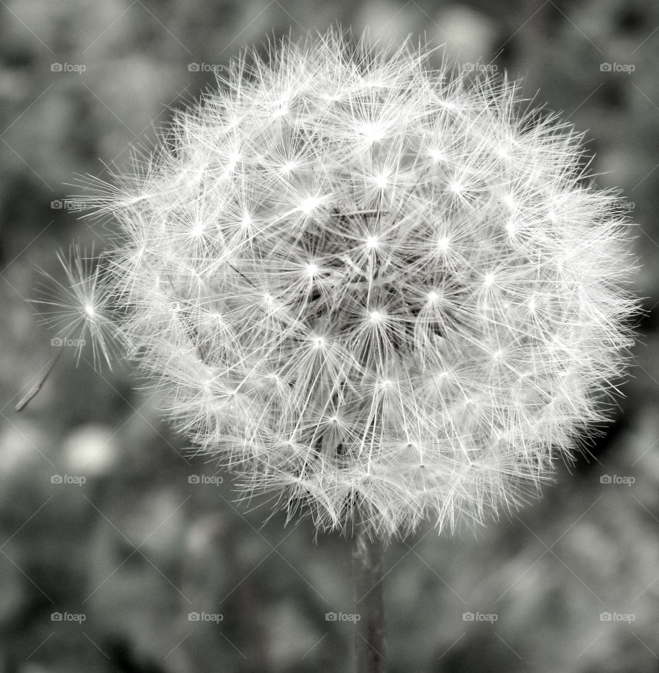 Elevated view of dandelion flower