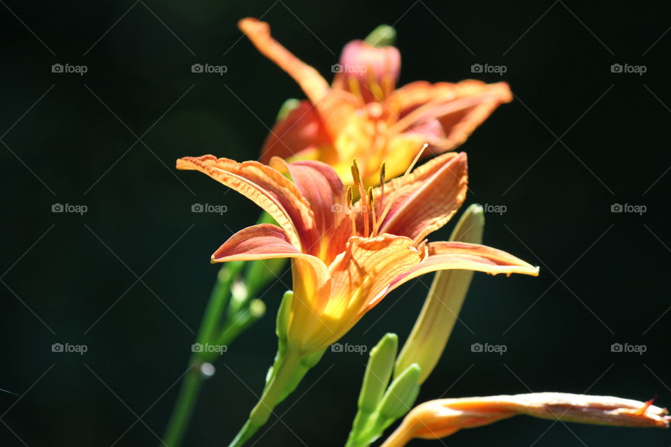 orange day lilies blooming in my garden on this first day of July