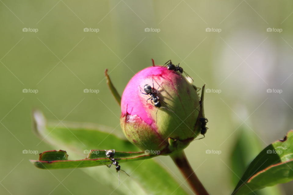 Ants opening a peony flower