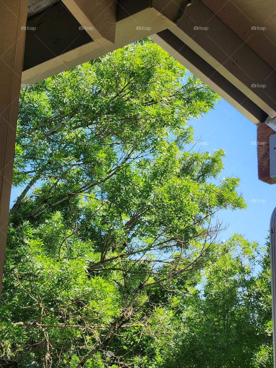 trees and sky framed by wooden deck beams on a clear day in Oregon