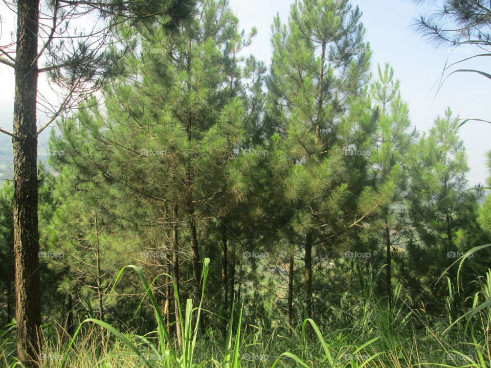 forest in andong