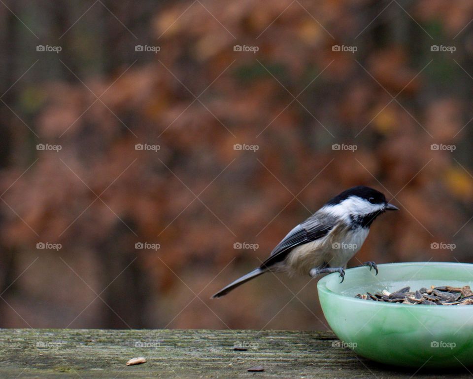 Chickadee grabbing a snack on an Autumn day
