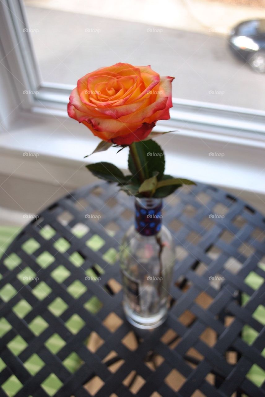 A rose