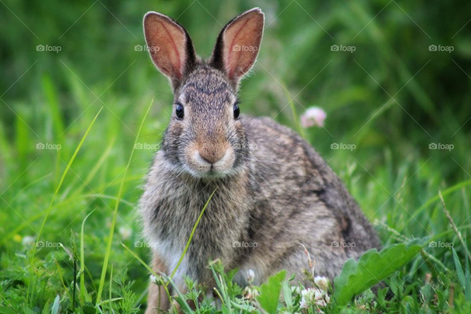 cottontail rabbit