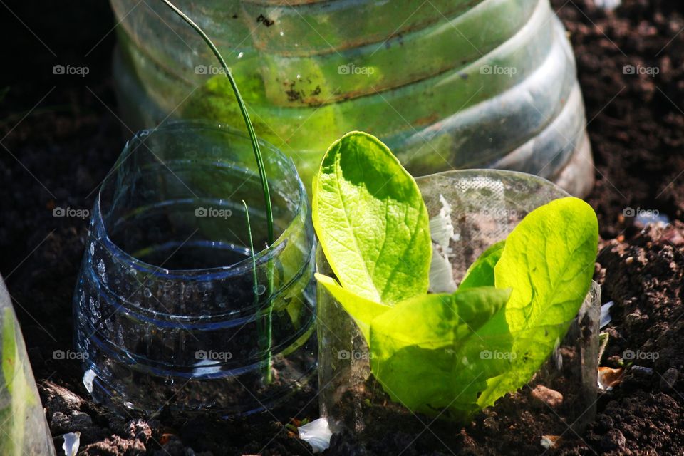 A great idea to protect your plants from cold!