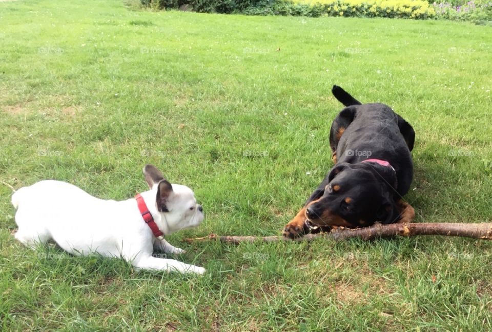 Französische Bulldoge mit einem Rottweiler am spielen mit einem Ast auf einer Wiese im Park. Freunde fürs Leben.
