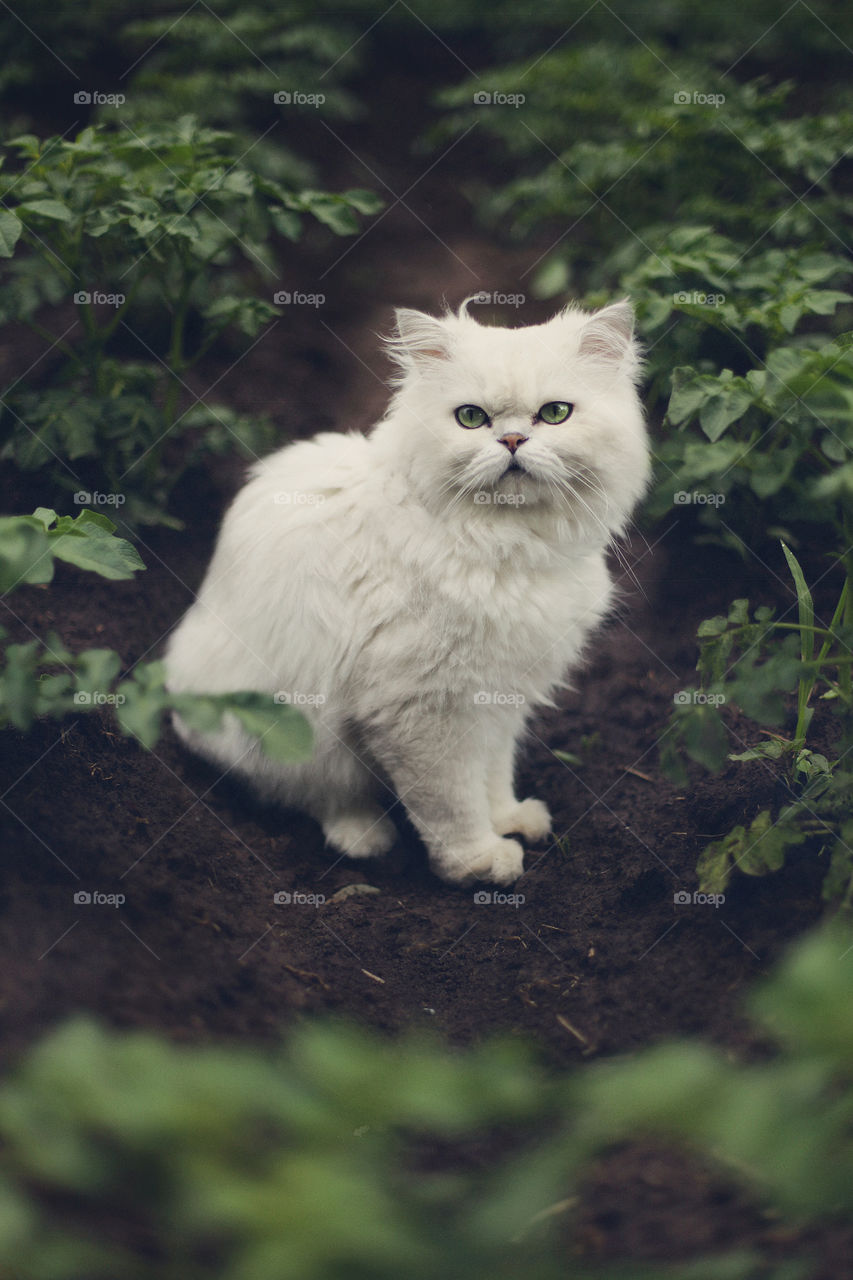 Cat with green eyes