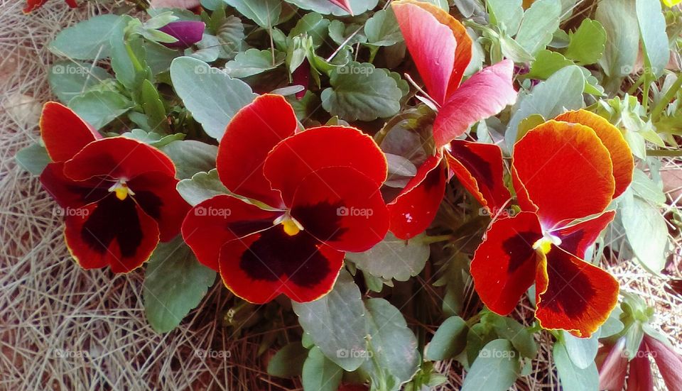 Chain of beautiful orange red blooming flowers surrounded by green vibrant leaves and dry branches in garden#pansy