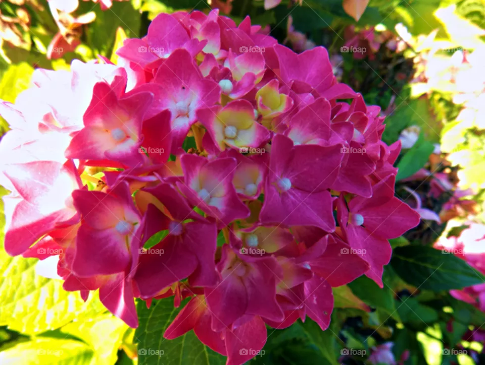 🌺
