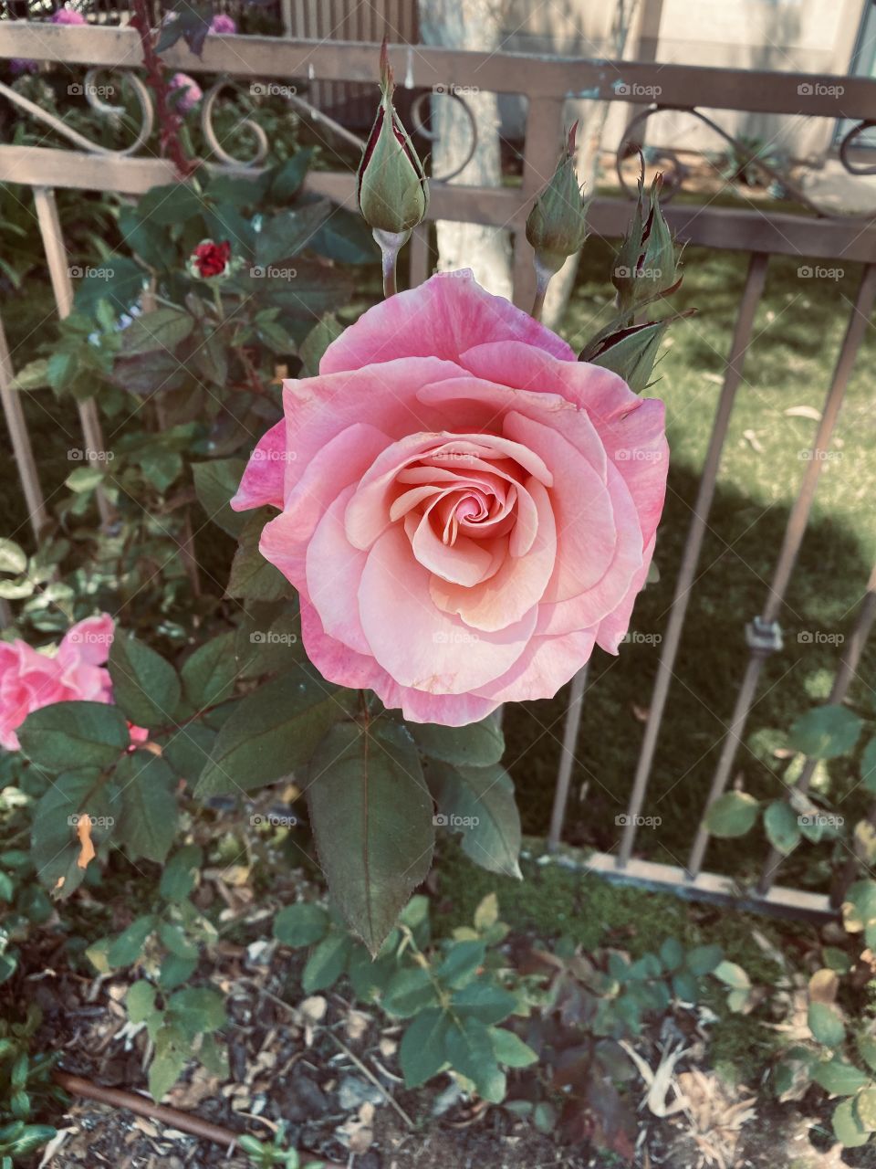 Beautiful rose, pink