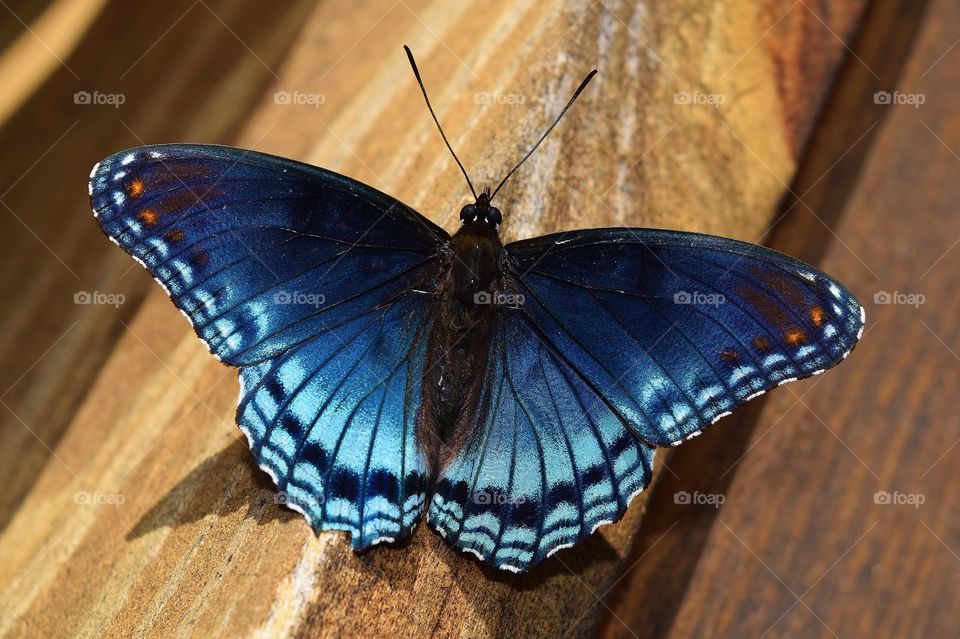 Blue butterfly