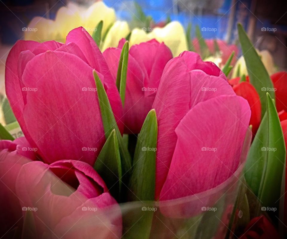 Spring tulips