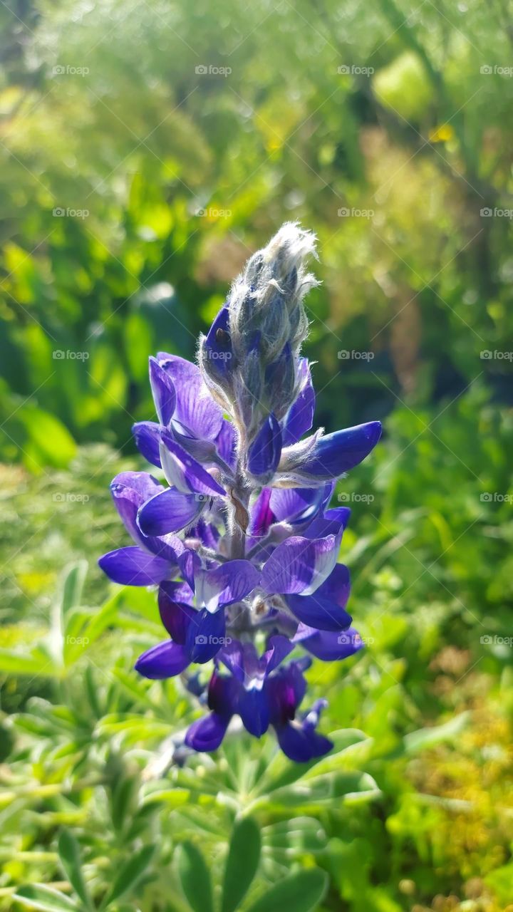 crete wildflower