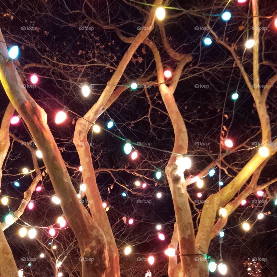 Tree and Christmas Lights