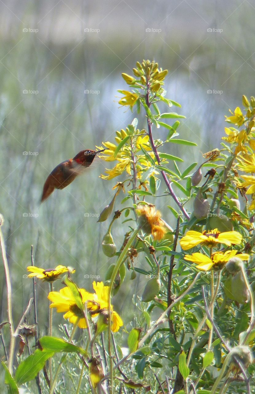 Hummingbird with wildflowers