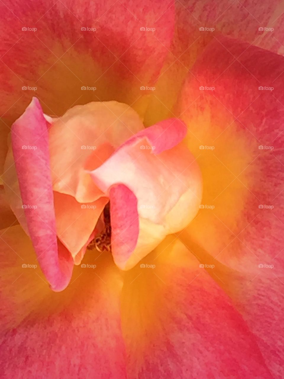 Sun kissed rose petals
