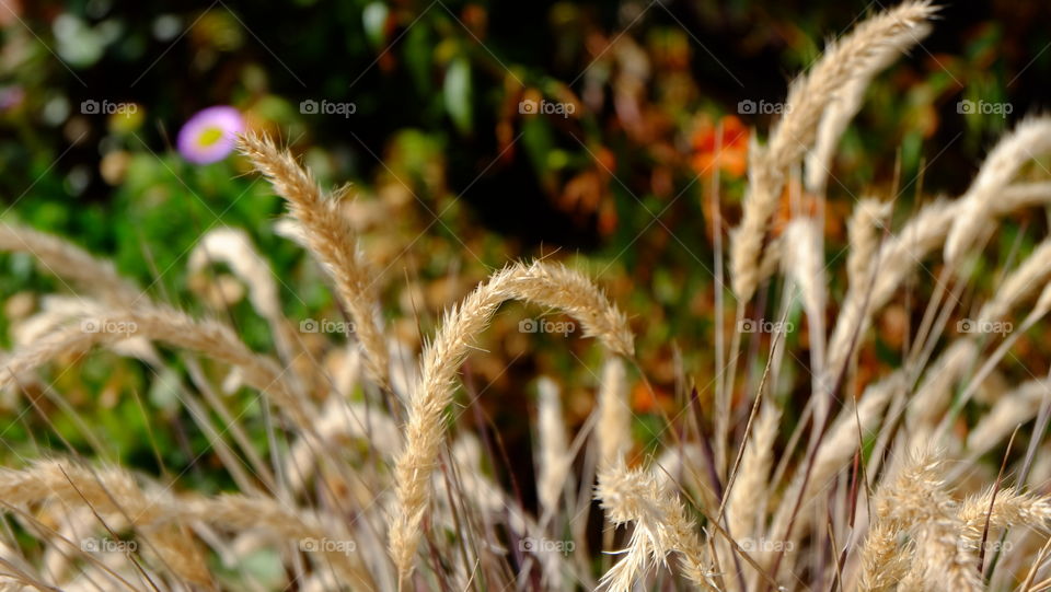 Dry grass