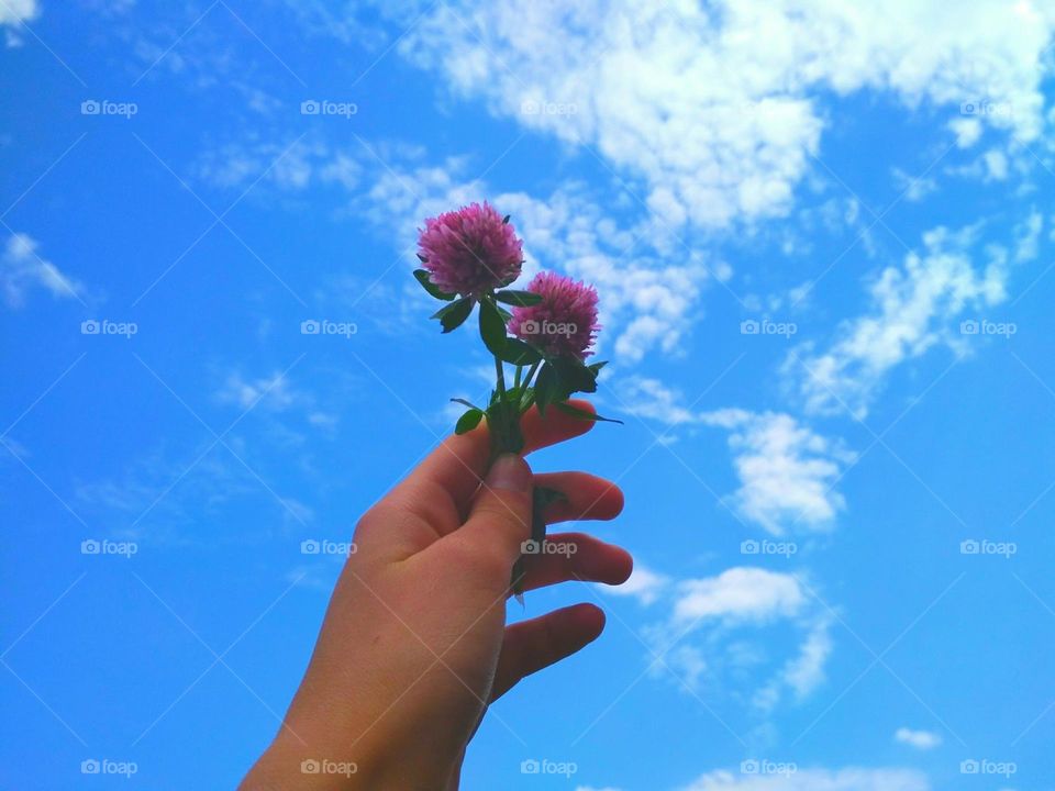 Trifolium pratense, the red clover, is a herbaceous species of flowering plant in the bean family Fabaceae