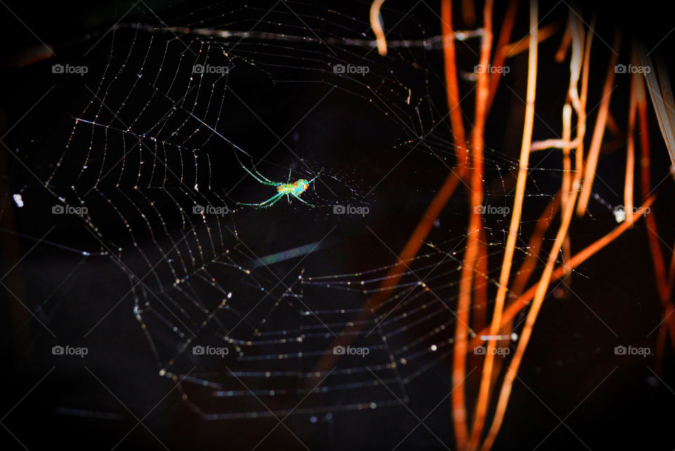 Spider and web 