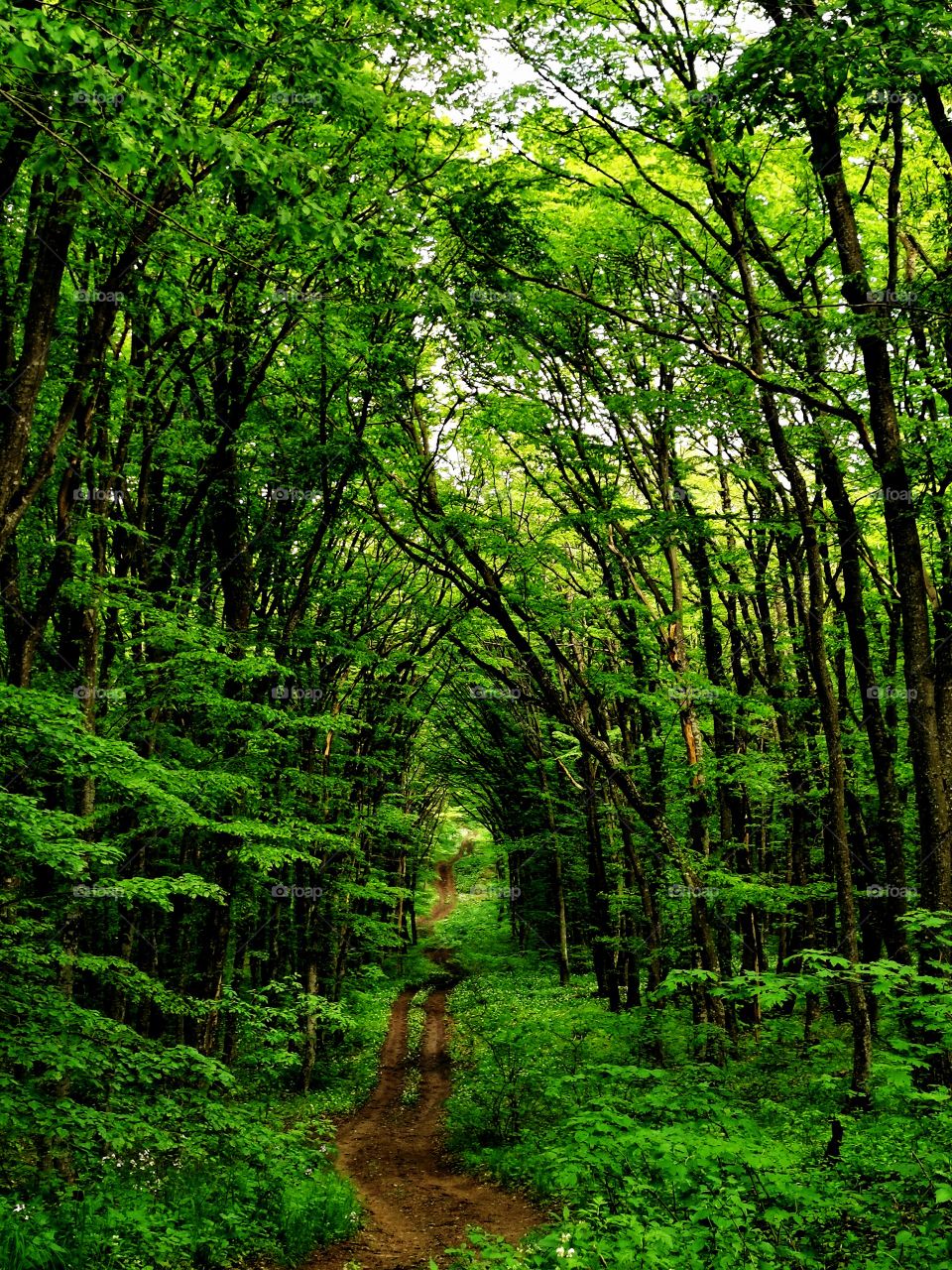 Trees magic forest green greens