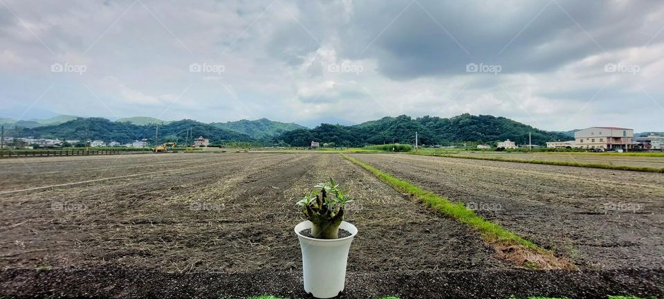 朋友送的盆栽，我把它放在圍牆上