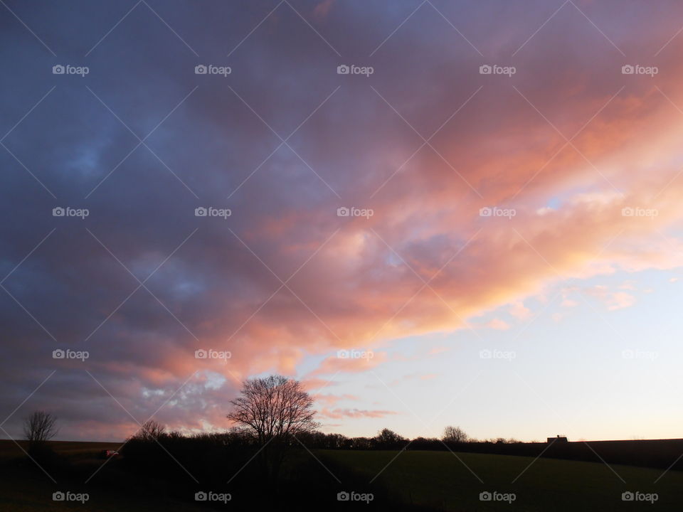 Distant Tree At Dusk