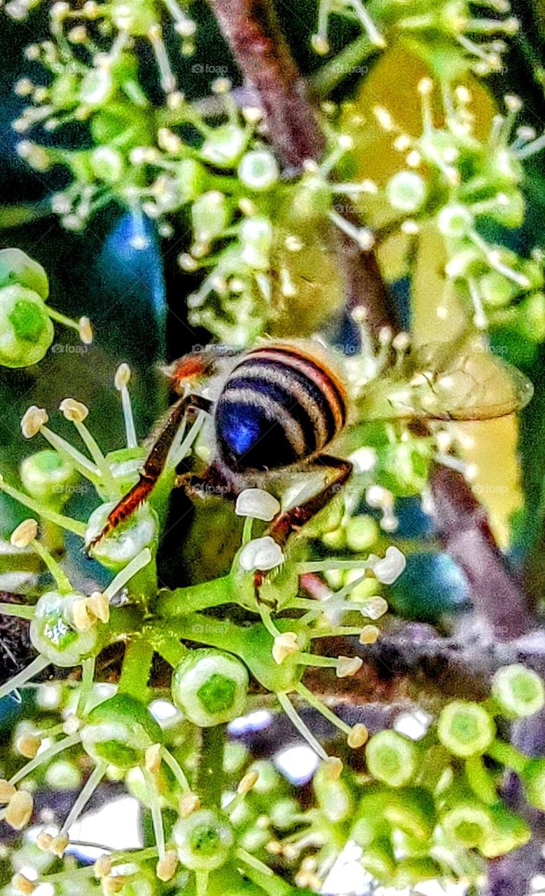 Bee - Indaiatuba Ecological Park