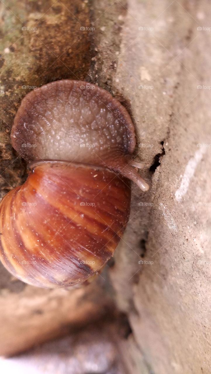 snail