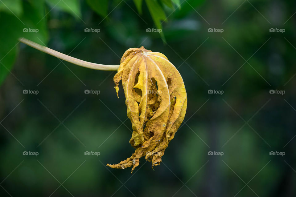 dry papaya leaves