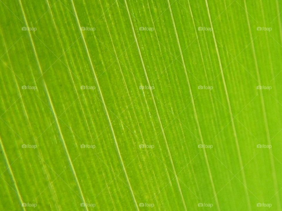 Greenery , green, abstract , textures