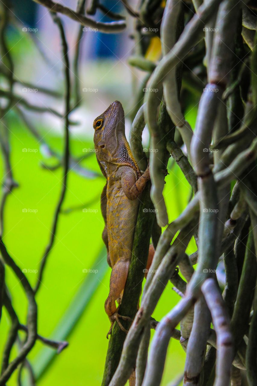 Close-up of lizard on tree