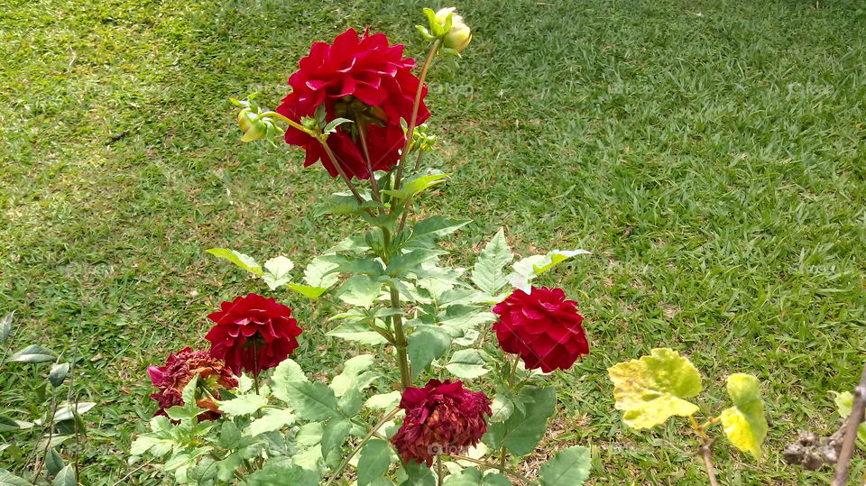 Red Dalia