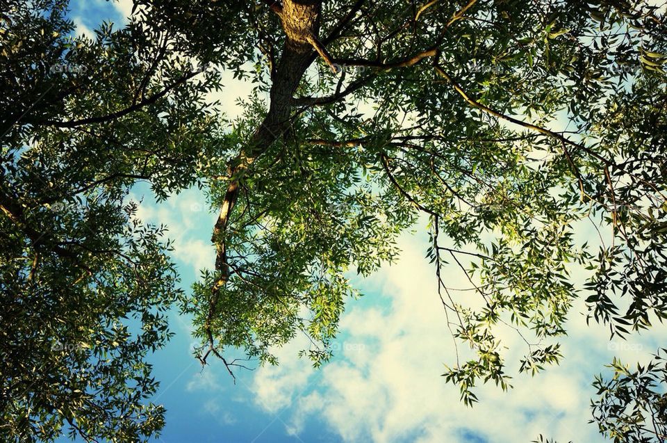 Tree against cloud