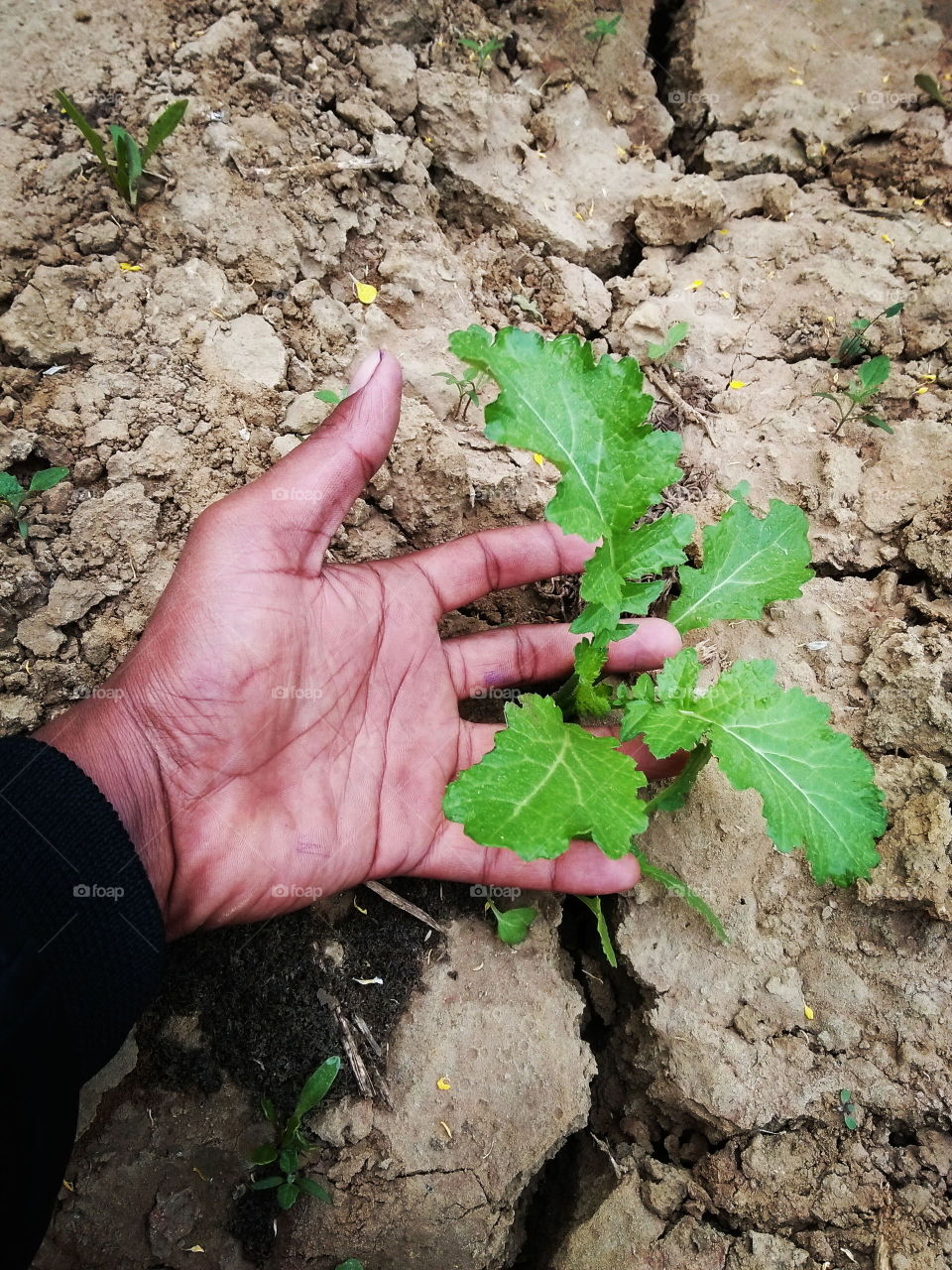 hand tree